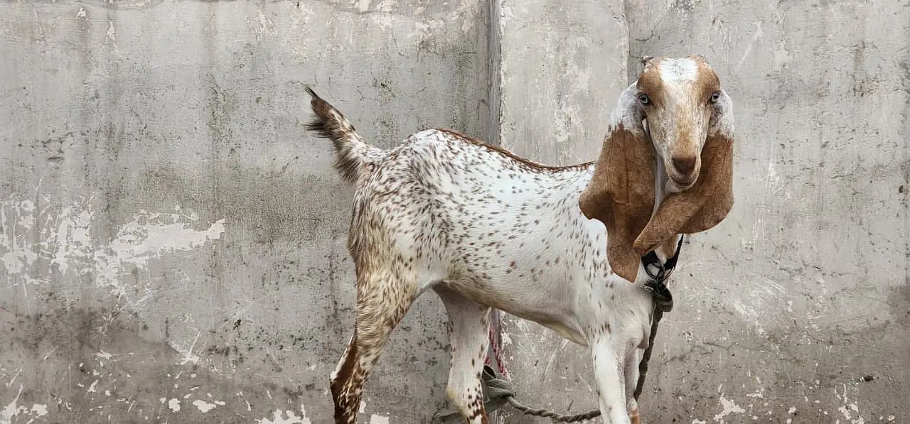 Pure maki chinni  bakri — photo 4