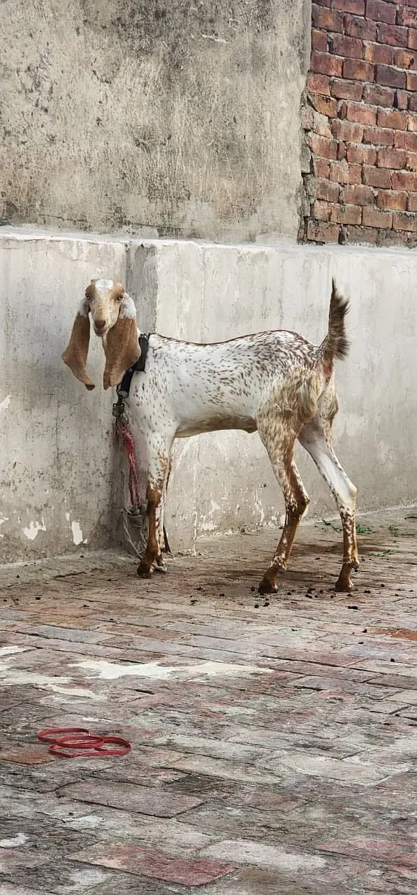 Pure maki chinni  bakri — photo 5