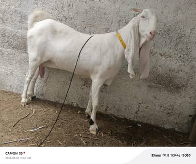 Gulabi Gabban bakri