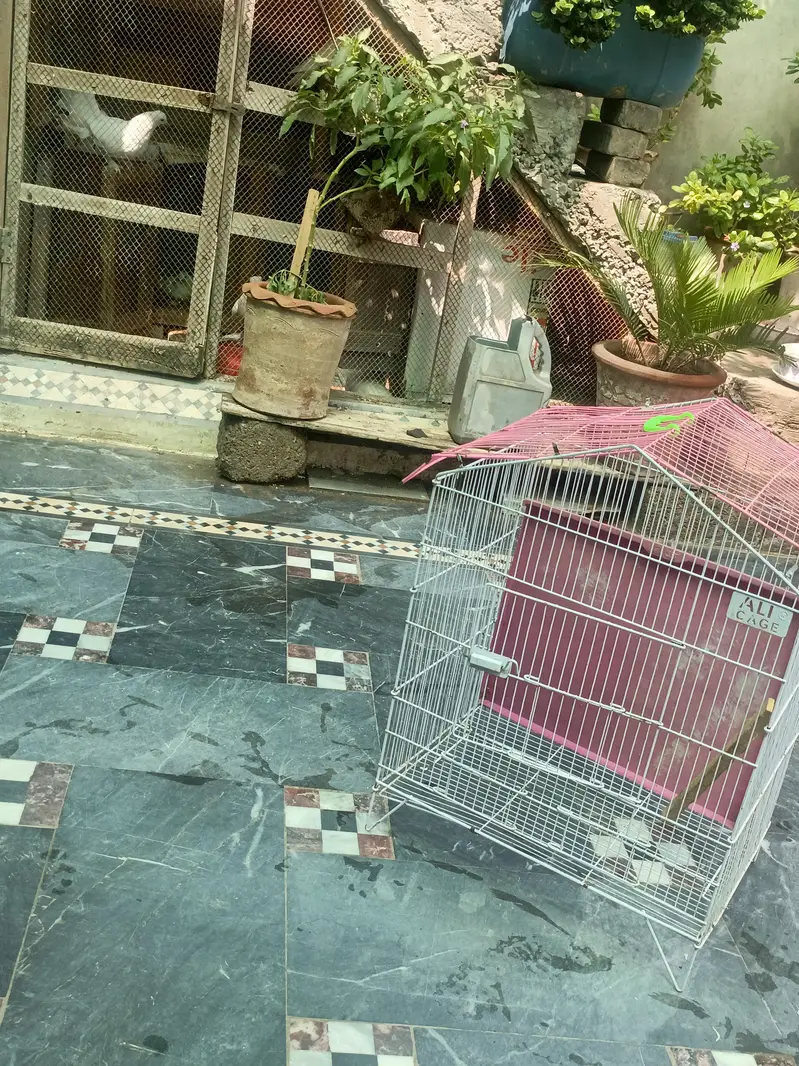 cage. pangra — photo 3