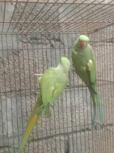 green ringneck parrot