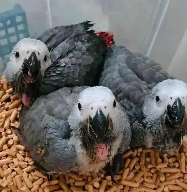 African grey parrot chicks for sale (03120454618) — photo 3