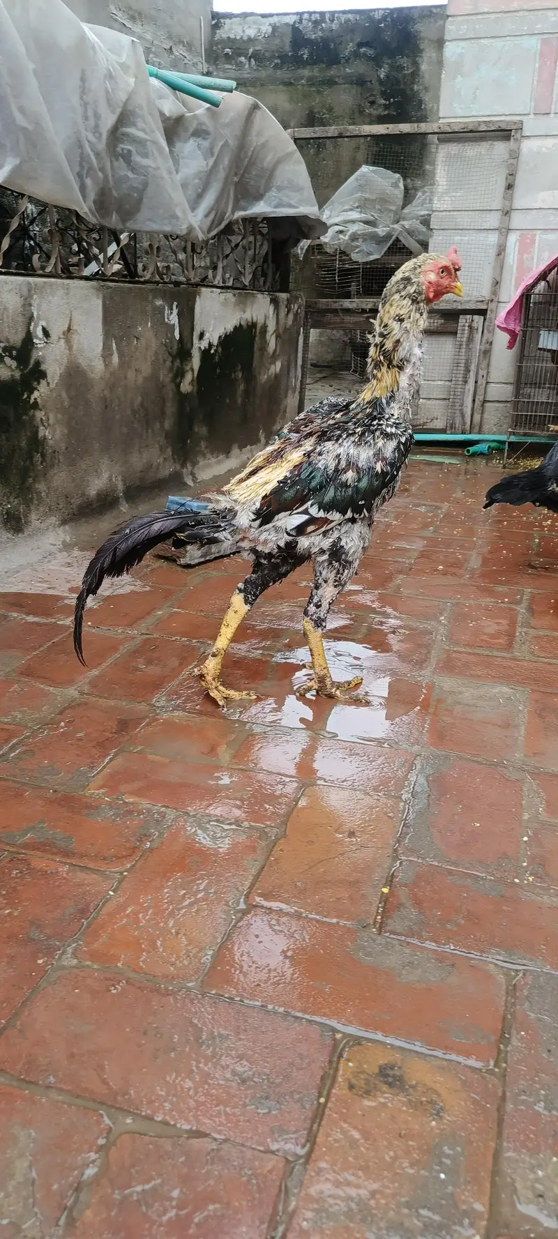 Aseel murga patha long hight size — photo 2