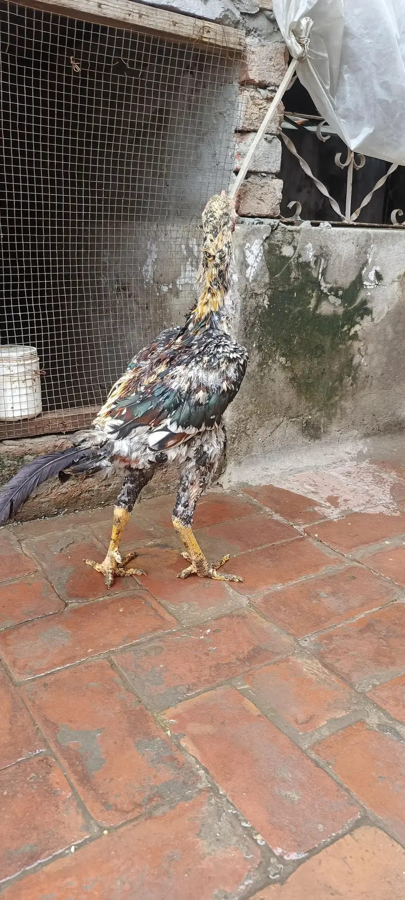 Aseel murga patha long hight size — photo 3