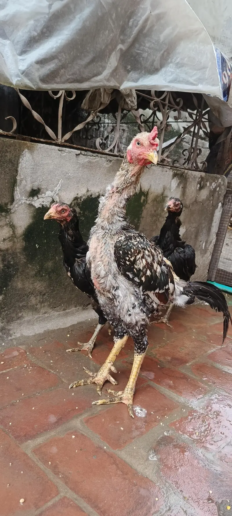 Aseel murga patha long hight size — photo 5
