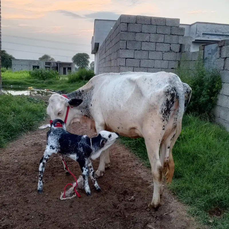 10 liter doodh guarante Kay Sath — photo 2