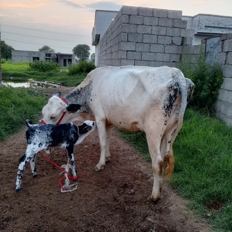 10 liter doodh guarante Kay Sath — photo 3