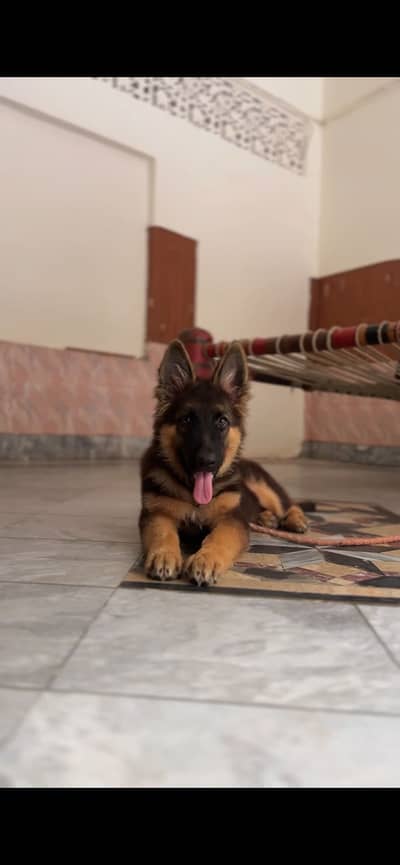 German Shepherd Male Dog