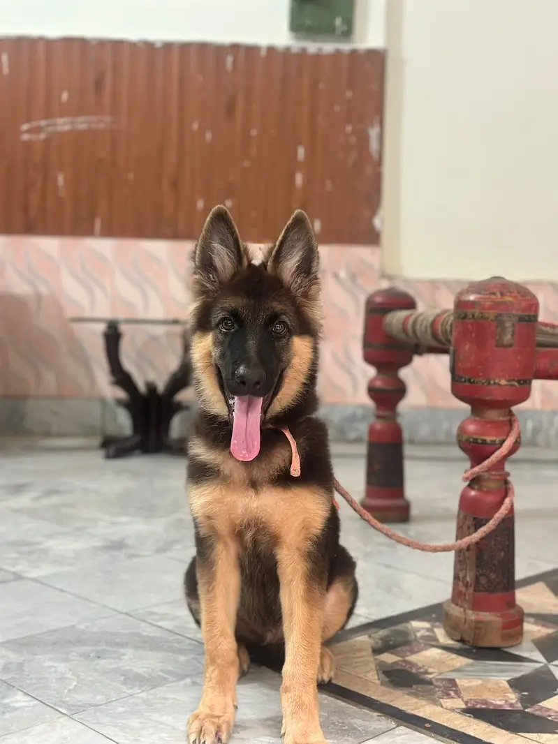 German Shepherd Male Dog — photo 2