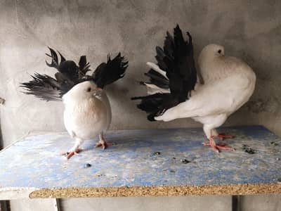 Black tail pair confirm breeder