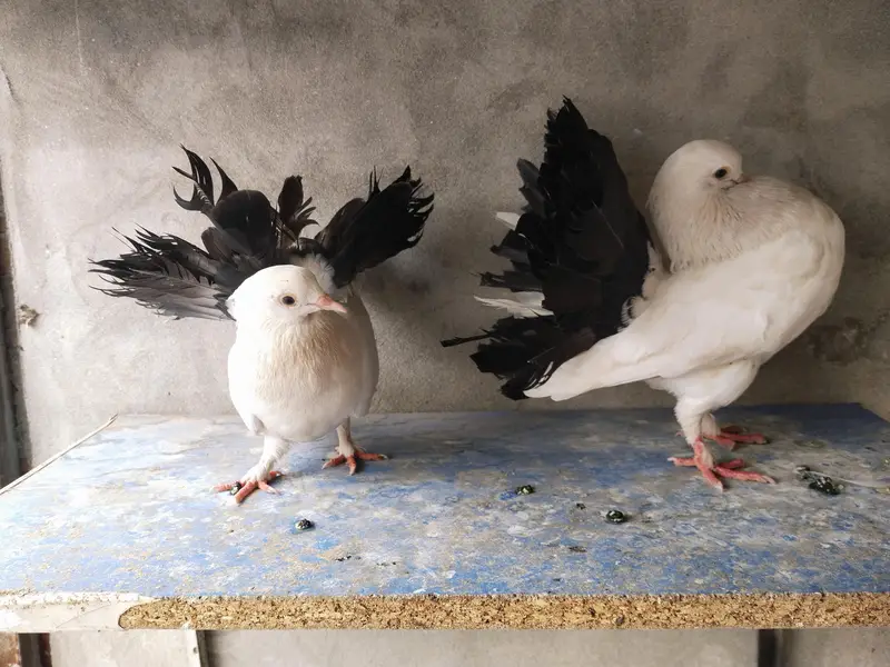 Black tail pair confirm breeder — photo 2