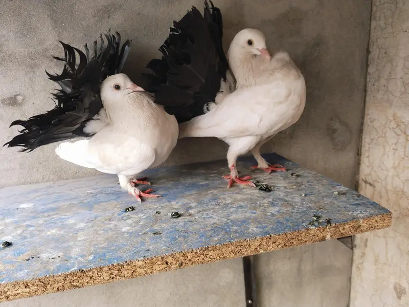 Black tail pair confirm breeder — photo 3