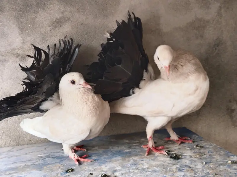 Black tail pair confirm breeder — photo 4