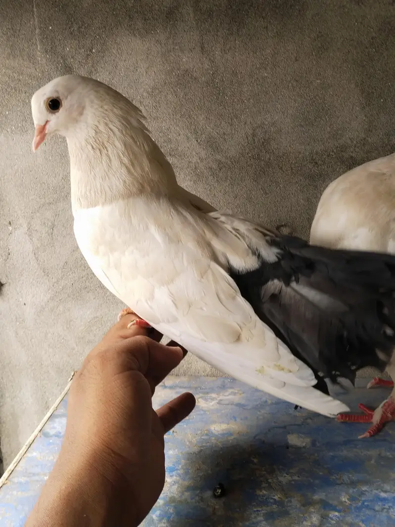 Black tail pair confirm breeder — photo 6