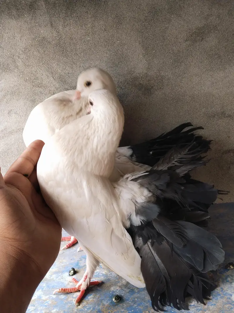 Black tail pair confirm breeder — photo 7