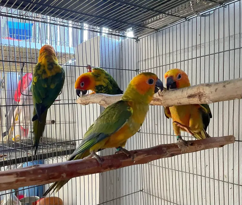 sun conore parrot — photo 3