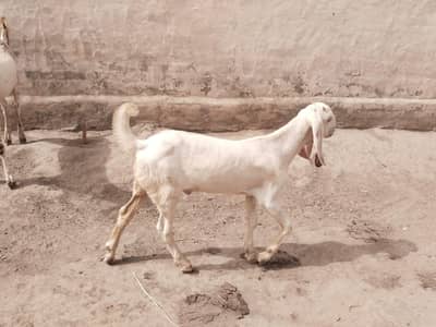 bakra for sale call 03225280183