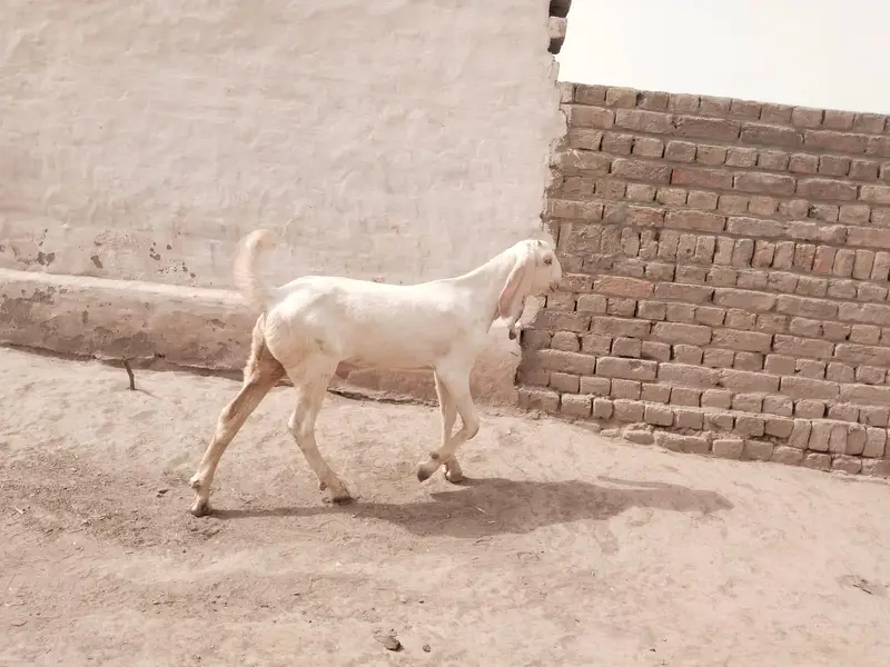 bakra for sale call 03225280183 — photo 3