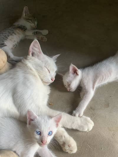 PERSIAN CAT YELLOW EYES WITH 2 kitten BLUE EYES