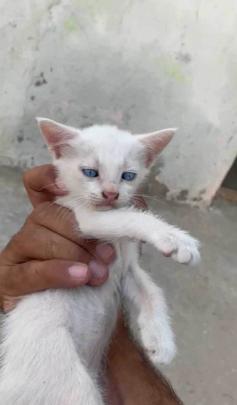 PERSIAN CAT YELLOW EYES WITH 2 kitten BLUE EYES — photo 2
