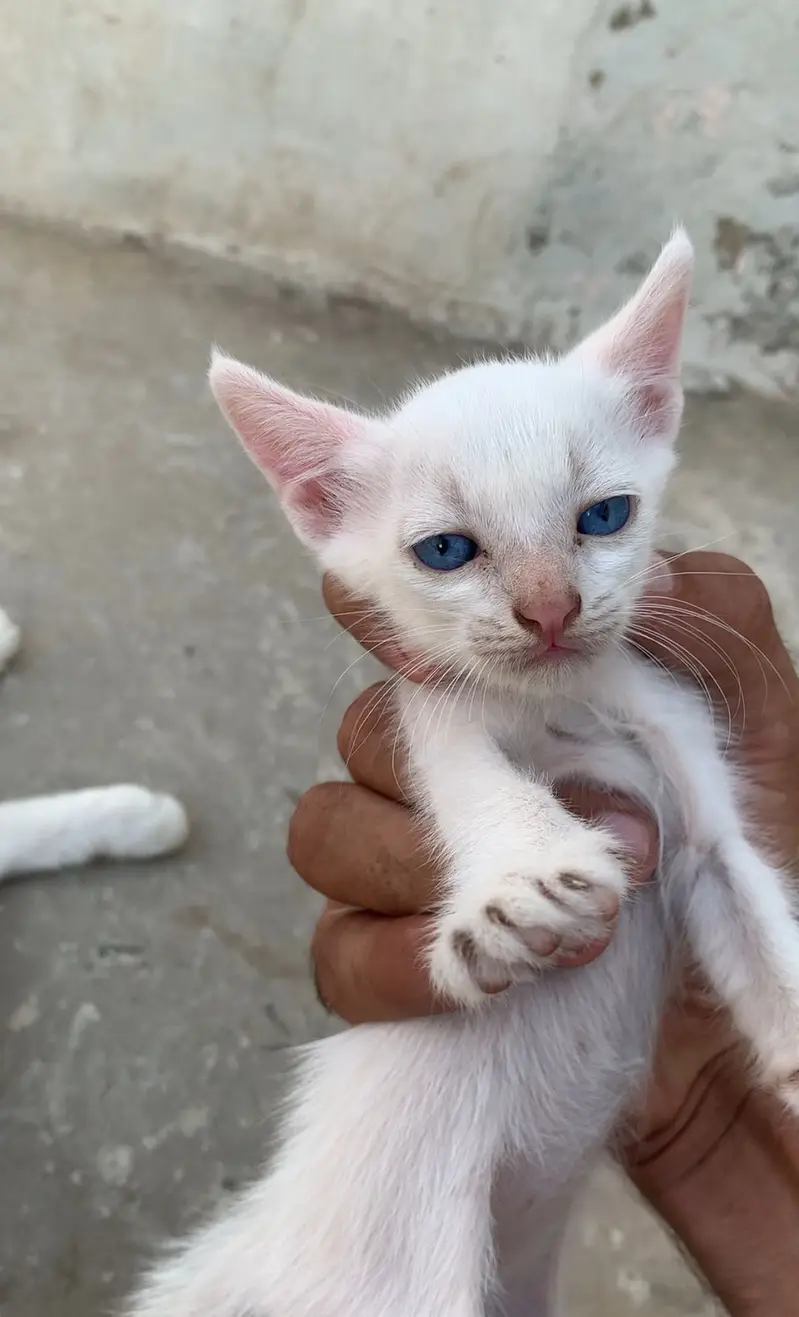 PERSIAN CAT YELLOW EYES WITH 2 kitten BLUE EYES — photo 3
