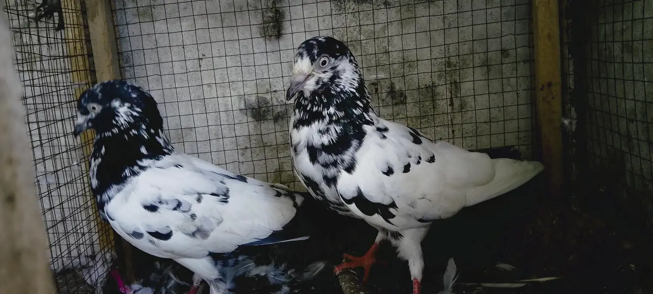 4 breedrs pair for sale — photo 2