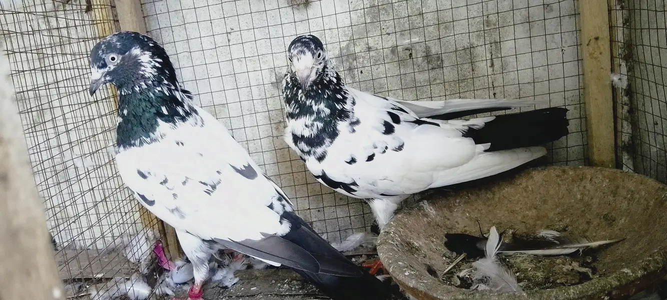 4 breedrs pair for sale — photo 3