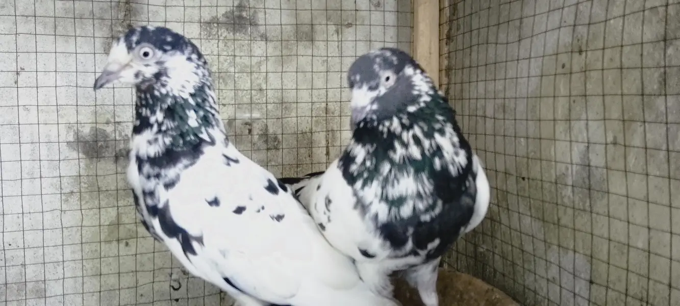 4 breedrs pair for sale — photo 4