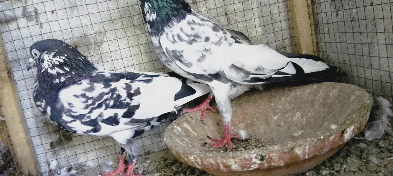 4 breedrs pair for sale — photo 5