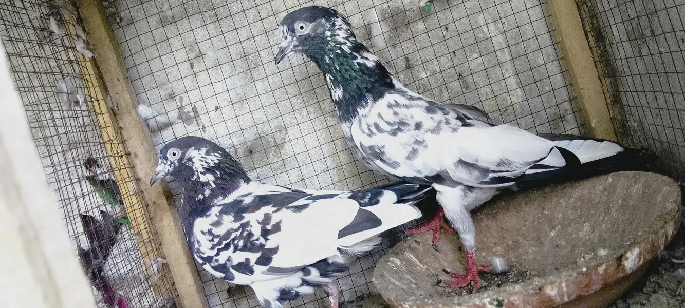4 breedrs pair for sale — photo 6