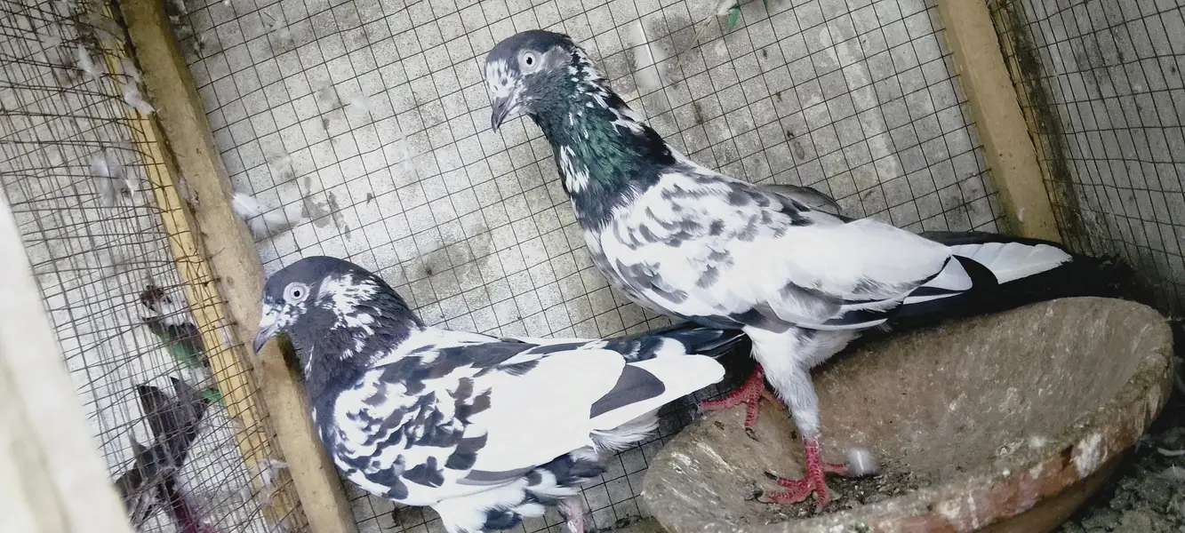 4 breedrs pair for sale — photo 7