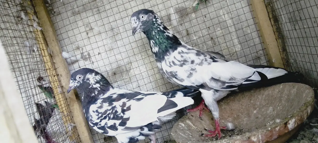 4 breedrs pair for sale — photo 8