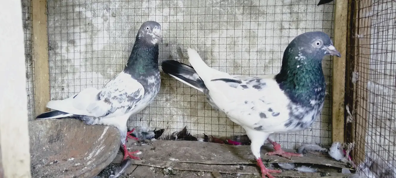 4 breedrs pair for sale — photo 9