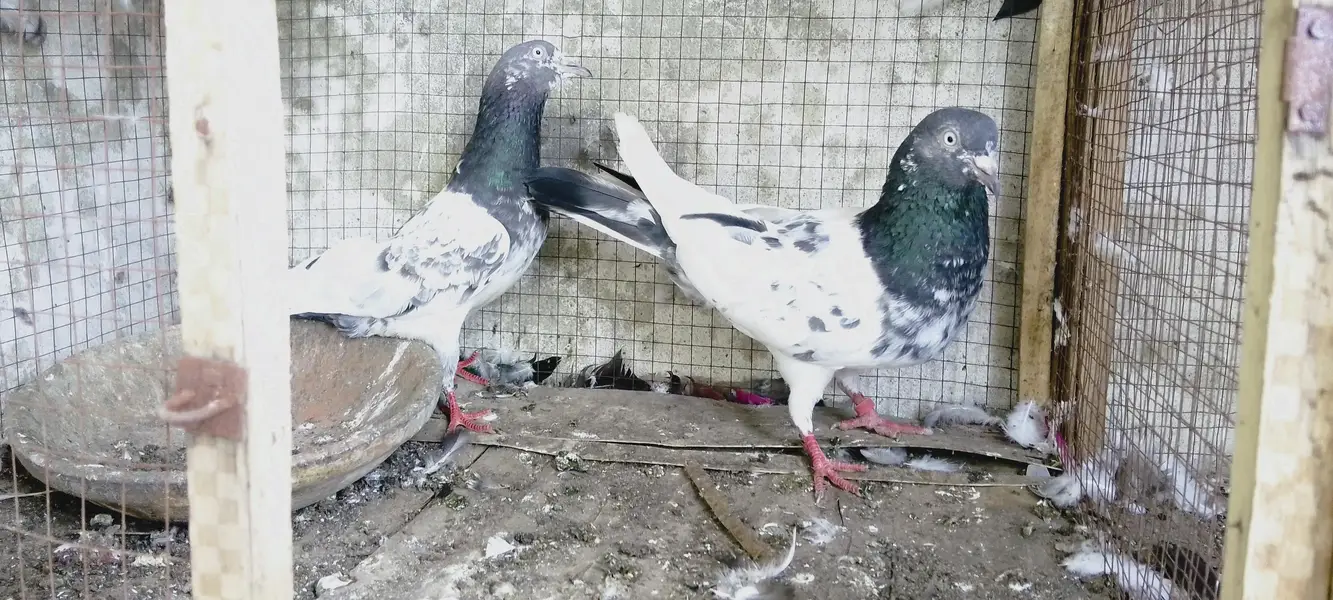 4 breedrs pair for sale — photo 10