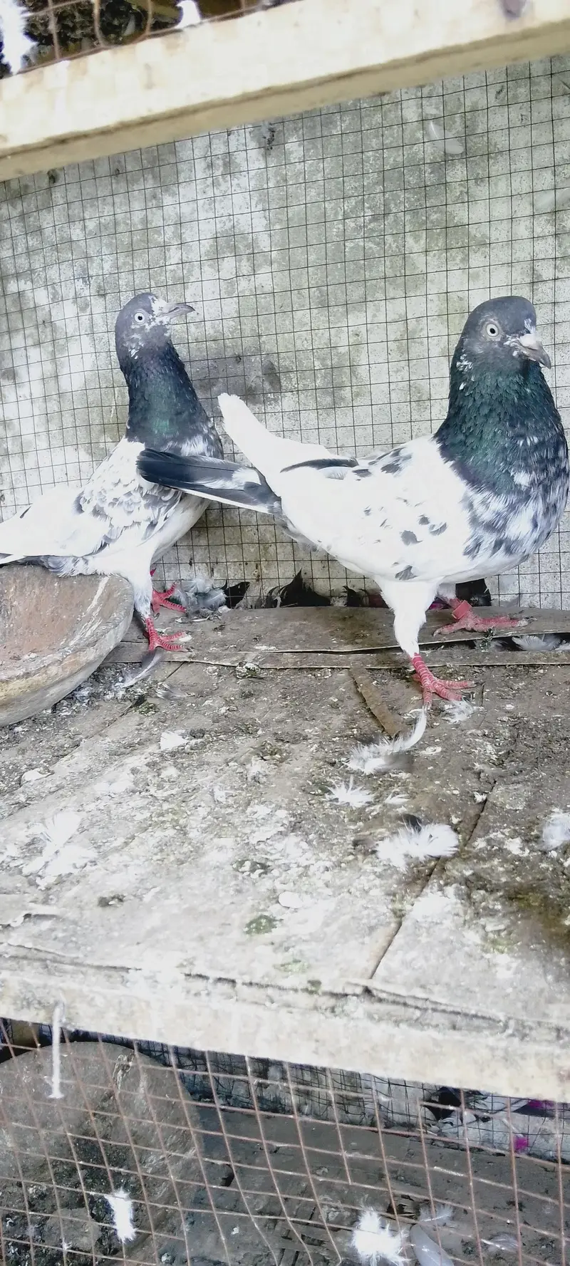 4 breedrs pair for sale — photo 11