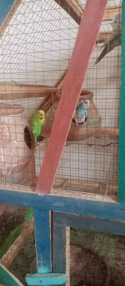 Australian parrots for sale on less rate