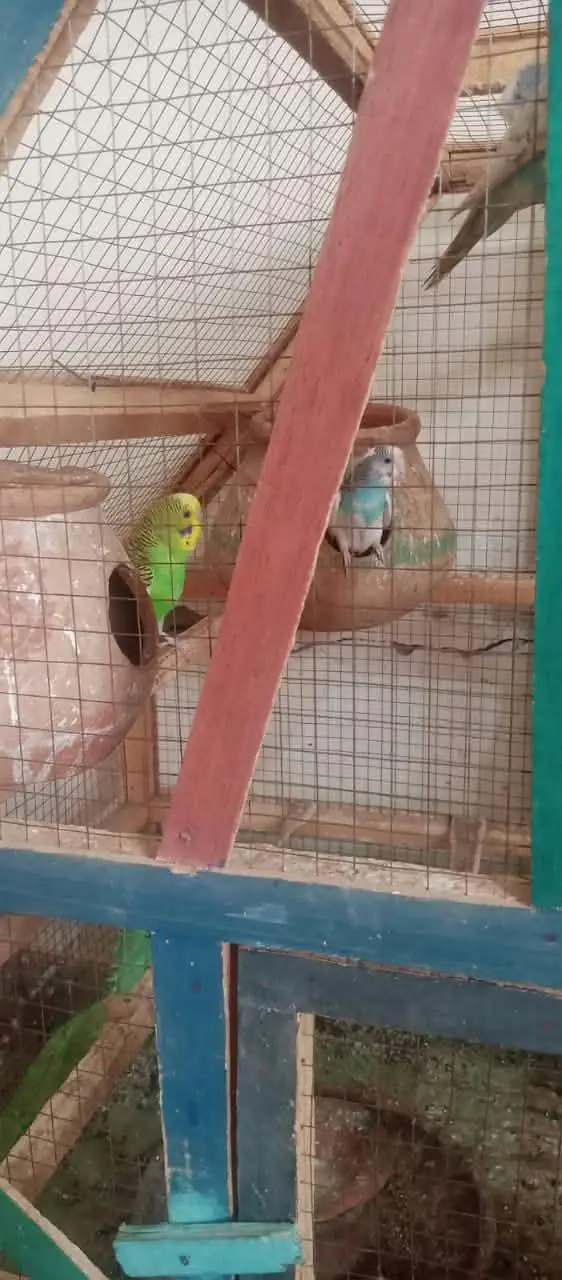 Australian parrots for sale on less rate — photo 7