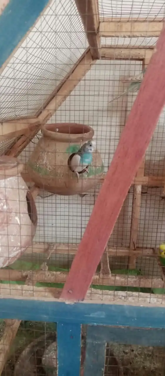 Australian parrots for sale on less rate — photo 8