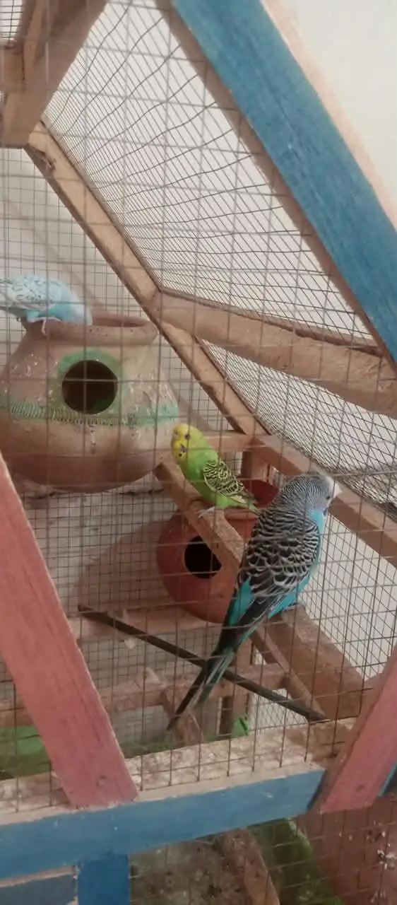 Australian parrots for sale on less rate — photo 9