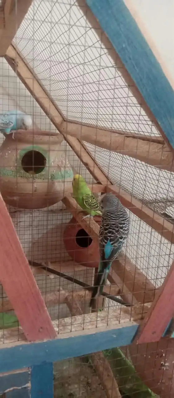 Australian parrots for sale on less rate — photo 10