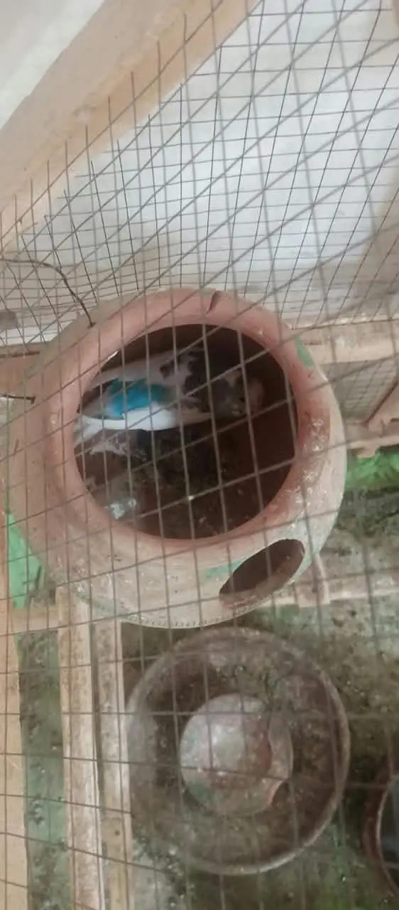 Australian parrots for sale on less rate — photo 11