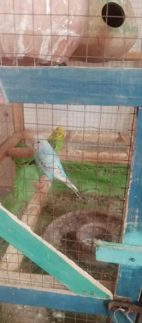 Australian parrots for sale on less rate — photo 12