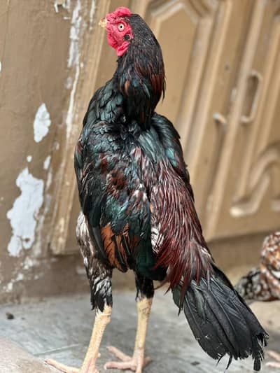 pure aseel male for sale