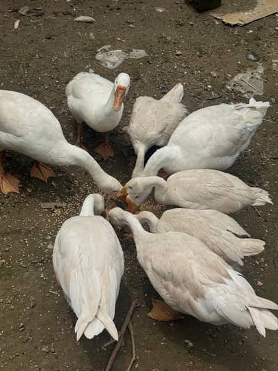 Big neck Ducks breeders