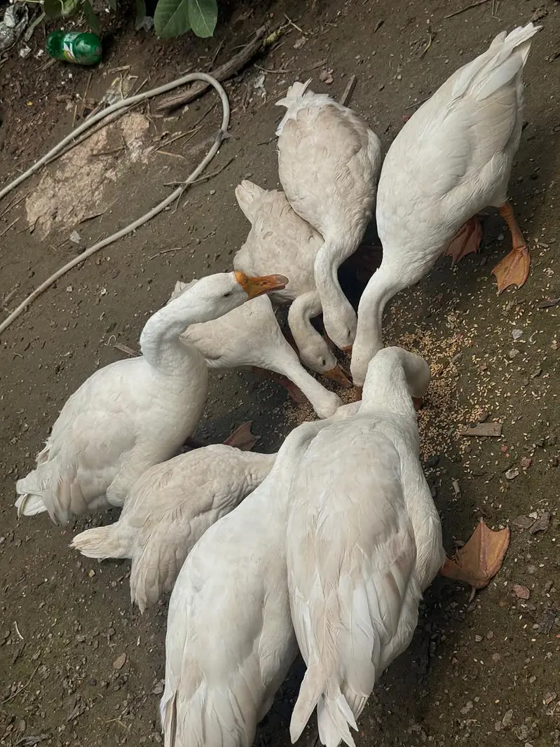 Big neck Ducks breeders — photo 2