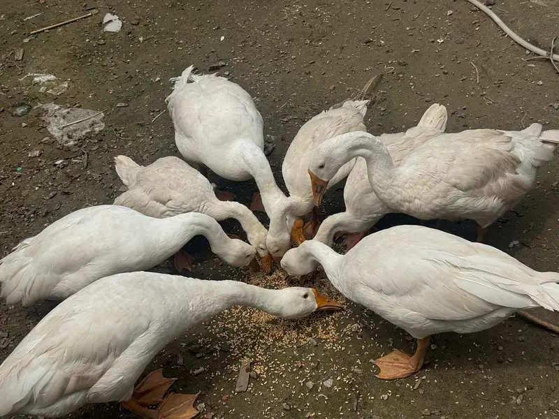 Big neck Ducks breeders — photo 3