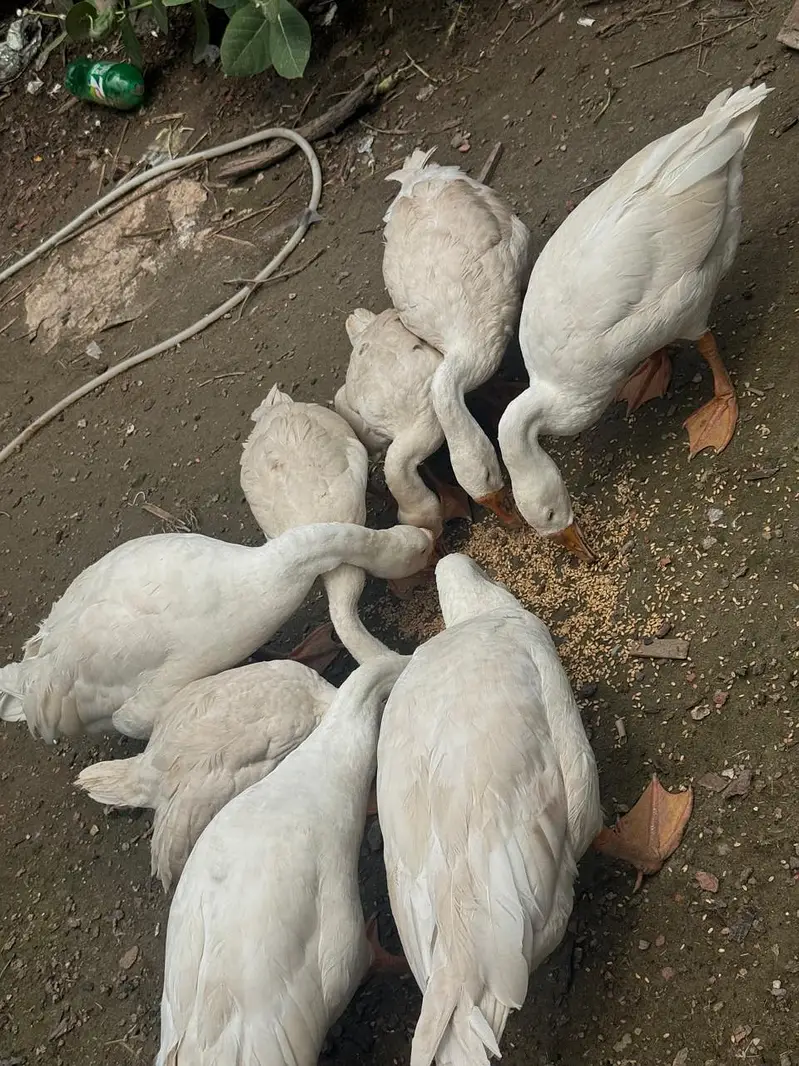 Big neck Ducks breeders — photo 4