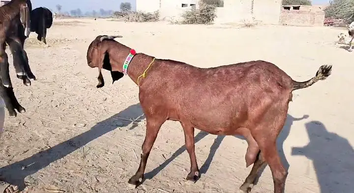 3 bacchon wali bakri for sale call+""03371482889 — photo 2