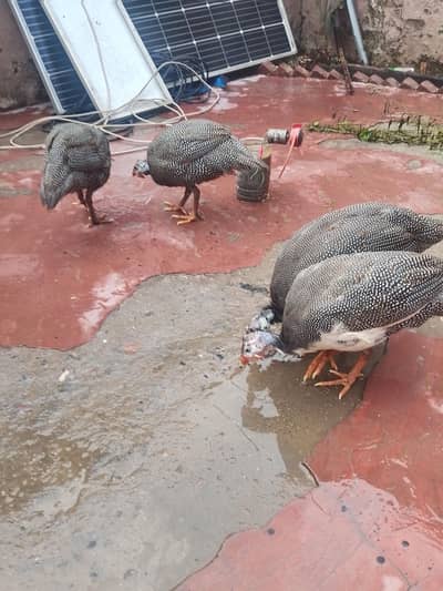 two male chakor for sale
