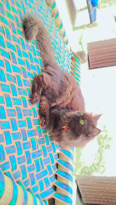 beautiful black persian cat